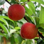 Peaches