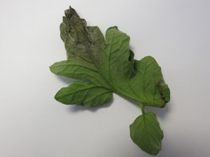 Cover photo for Tomato Late Blight Confirmed in Western North Carolina