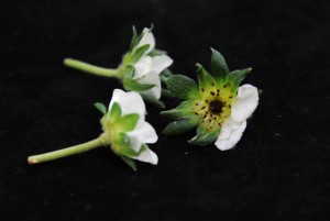 Cover photo for Pointers on Disease Resistance Management From Expo 2014 in Pinehurst; More Information on Botrytis Crown Rot  (11:12am, 3/13/15)
