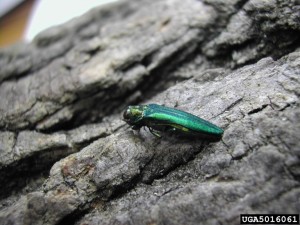 emerald ash borer