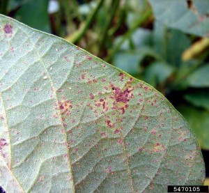 Cover photo for Soybean Rust Update October 6, 2015