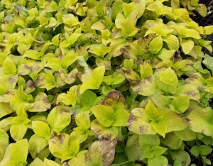 Cover photo for Downy Mildew on Coleus: Update