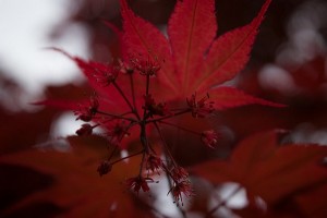 Cover photo for Getting Dirty in Your Garden Extension Master Gardener Radio Show and Podcast-Interview of Matt Luks-Jurutka