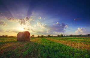 Cover photo for 2021 Small Farmer of the Year Award Applications Being Accepted