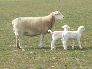 Cover photo for May Livestock News