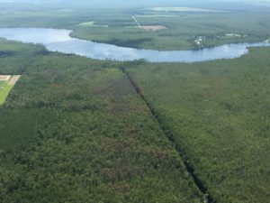 Cover photo for 2017 Southern Pine Beetle Populations Low This Year; Few Areas Expecting Increasing Populations