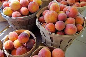 harvested peaches