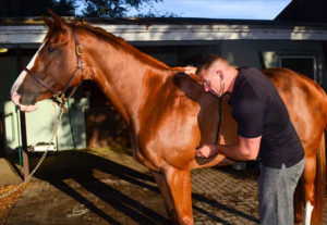 Cover photo for Equine Wellness Exams