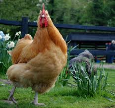 Cover photo for Food Safety Training for Poultry Mobile Processing