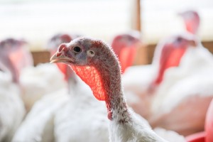 turkey