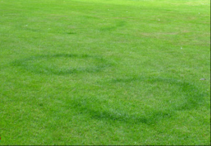 Fairy Ring