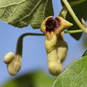 Aristolochia tomentosa