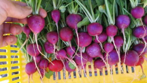 Cover photo for Growing Radishes in Western North Carolina