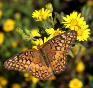 Variegated fritillary on Maryland golden aster