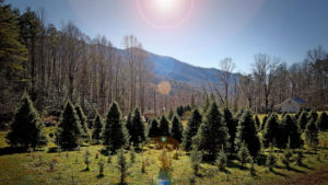 Cover photo for NC State Helps Homegrown Christmas Tree Farm