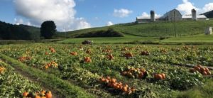 Cover photo for 2018 North Carolina and Tennessee Pumpkin Cultigen Evaluations are now available