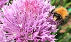 Bee getting nectar from flower.