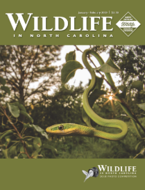Cover photo for Wildlife Magazine Photo Competition