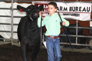 Cattle Showmen and Calf