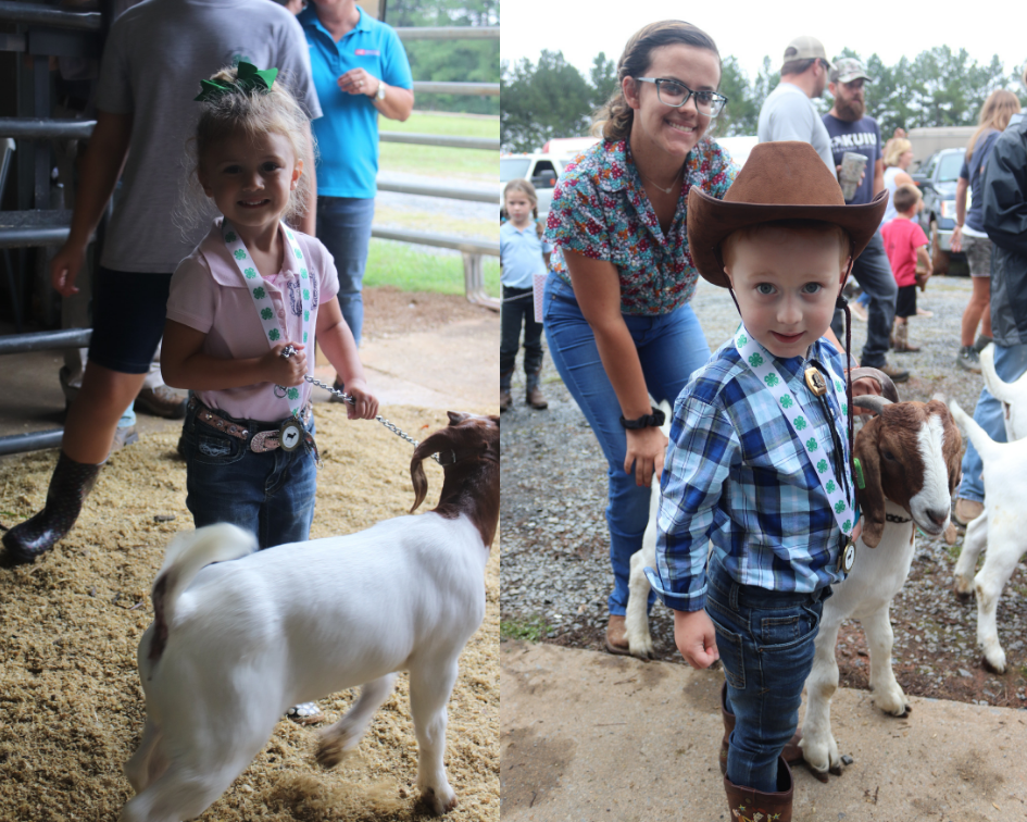 Pee Wee Goat Show