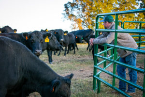 Cover photo for Helping to Diversify Local Farms: NC Farm School