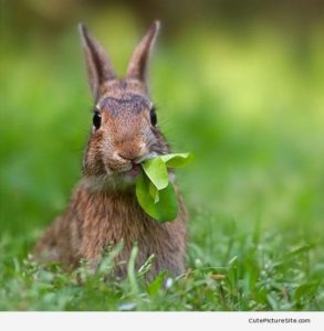 Rabbit eating 
