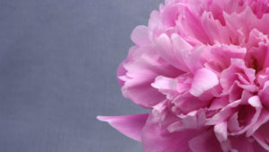 peony