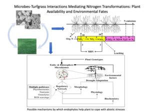 Cover photo for Advancing Knowledge Through Turfgrass Center Research – Shi