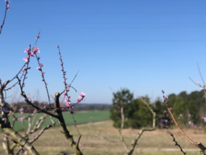 Peach Tree at Sandhills Research Station