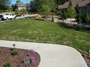 Cover photo for Ascochyta Leaf Blight – Uncommon & Sometimes Devastating