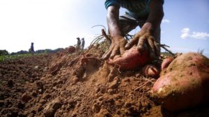 A pair of hands digging up a sweet potato