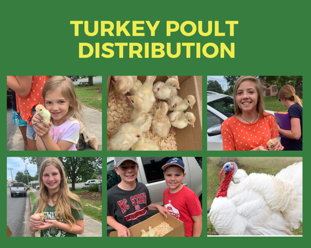 Turkey Poult Distribution