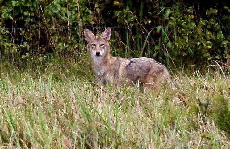 Coyote on Alert