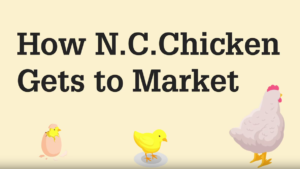 Title screen with text How N.C. Chicken Gets to Market