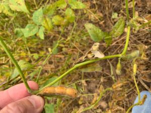 Cover photo for Video: Seed Quality Concerns in Soybean