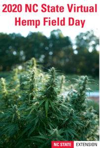 top colas of a cbd hemp plant in the field