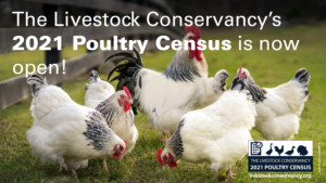 decorative banner announcing the 2021 Poultry Census, all info on page