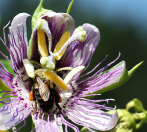 Cover photo for Register Now for a Fall Tour of the Pollinator Paradise Garden!