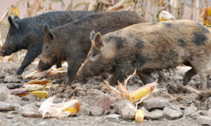Cover photo for Feral Hog Trapping Program