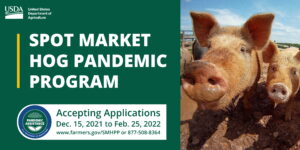 Cover photo for USDA SMHPP Provides 2022 COVID Relief to Hog Producers