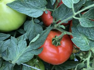 Tomato fruit