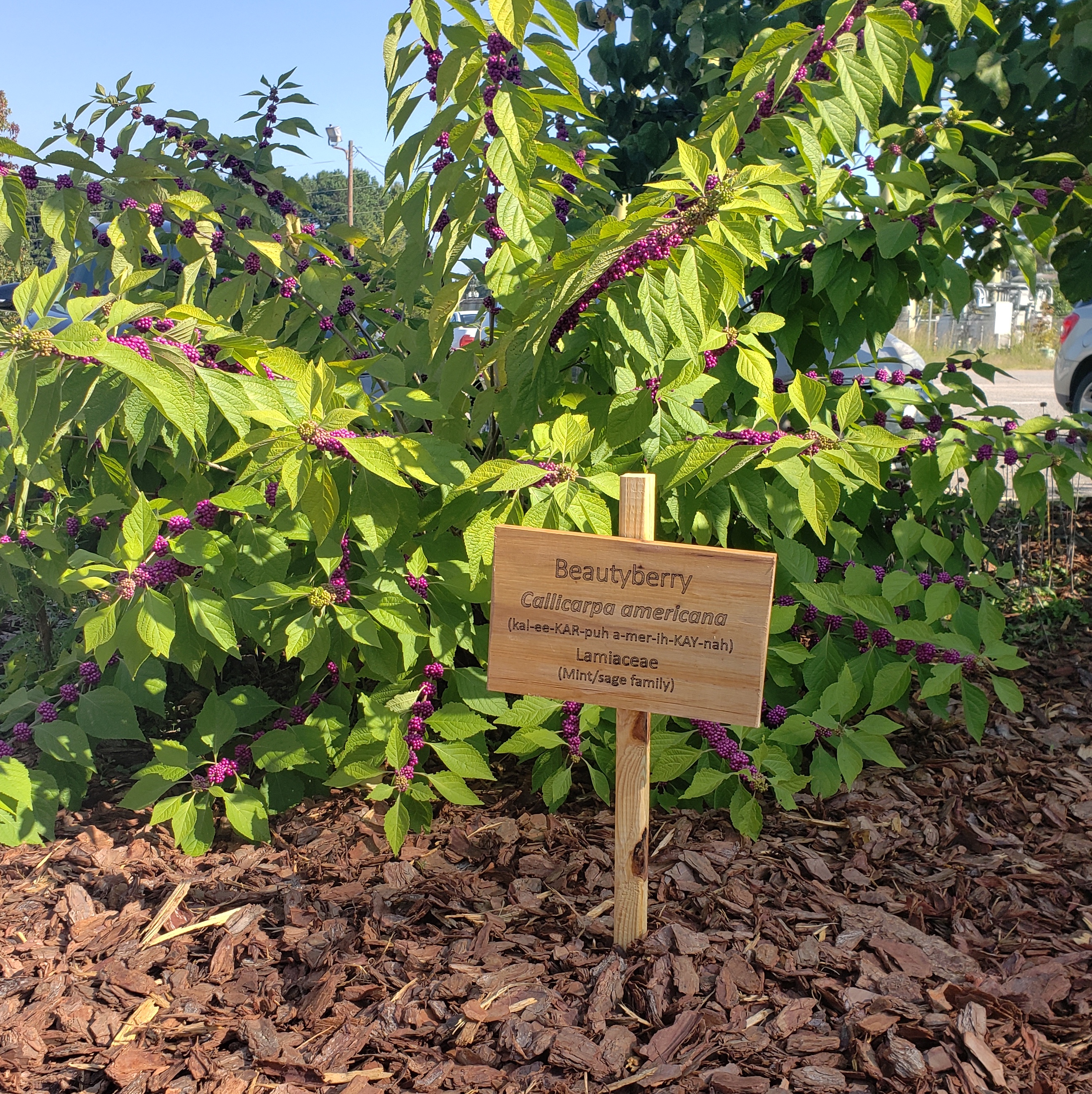 A wooden sign denotes a plant as beautyberry, it is in front of a green bush with purple berries, planted in mulch.