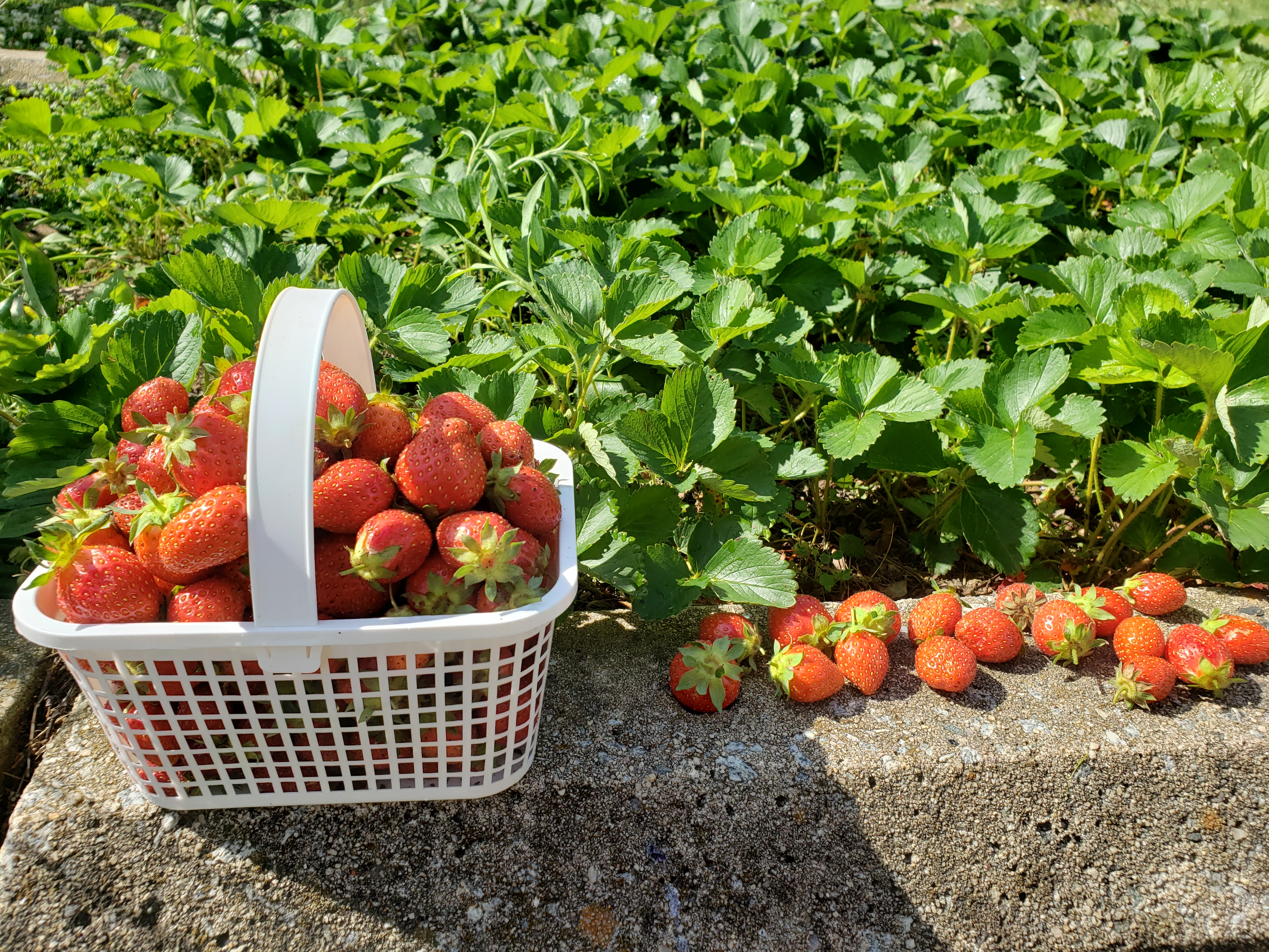 Strawberries inside of a white basket that sits beside a field of strawberry bushes. 