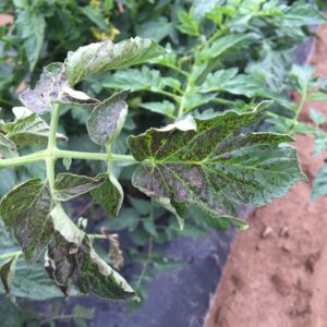 Tomato spotted wilt virus on tomato leaf