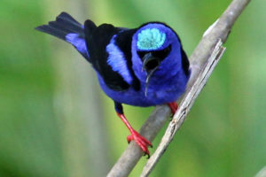 Cover photo for 2023 NC State Extension Gardener Travel Study Adventure to Costa Rica