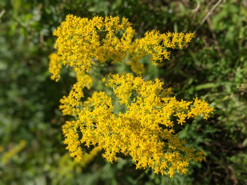Goldenrod flower