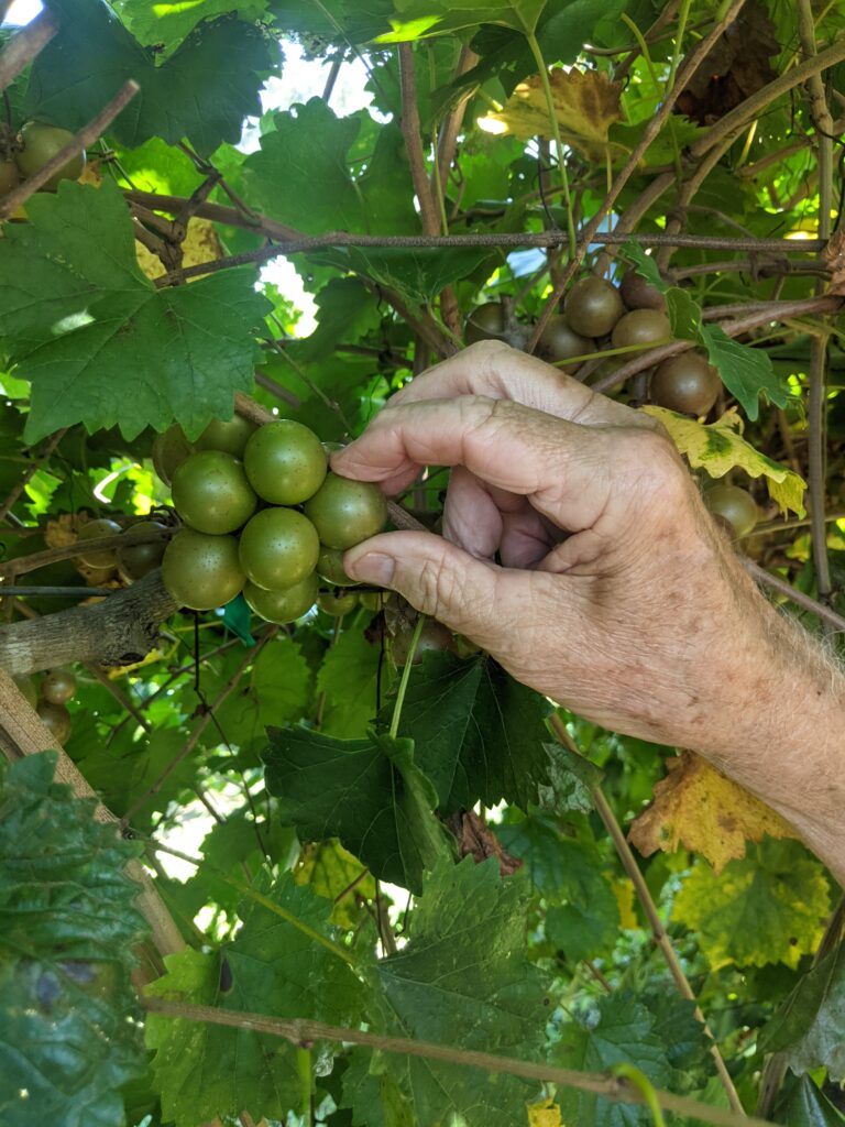 commercial muscadines