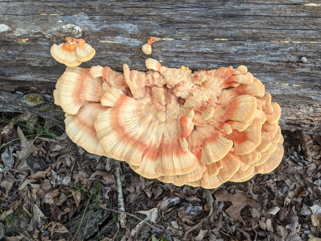 Orange colored mushroom growing from a log