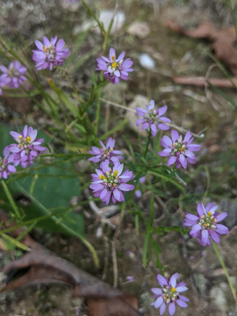 small purple flowers  (Appalachian milkwort)