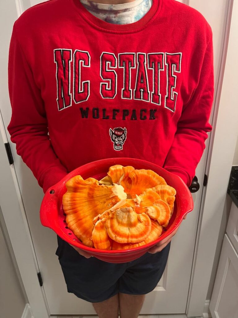 Person in NC State shirt holding bowl of Chicken of the Woods
